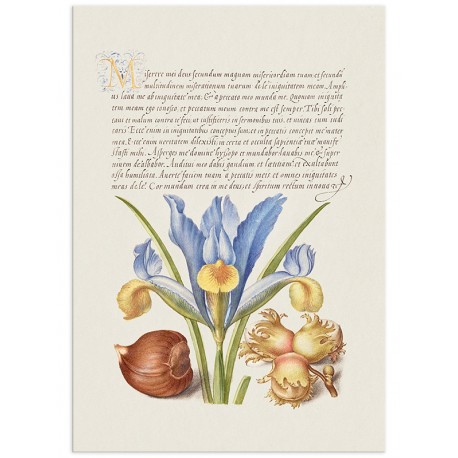 Постер "Botany. Flowers"