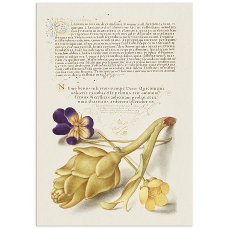 Постер "Botany. Flowers"