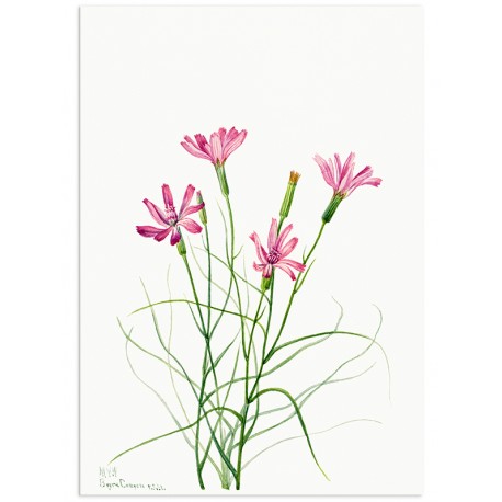 Постер "Botany. Flowers"