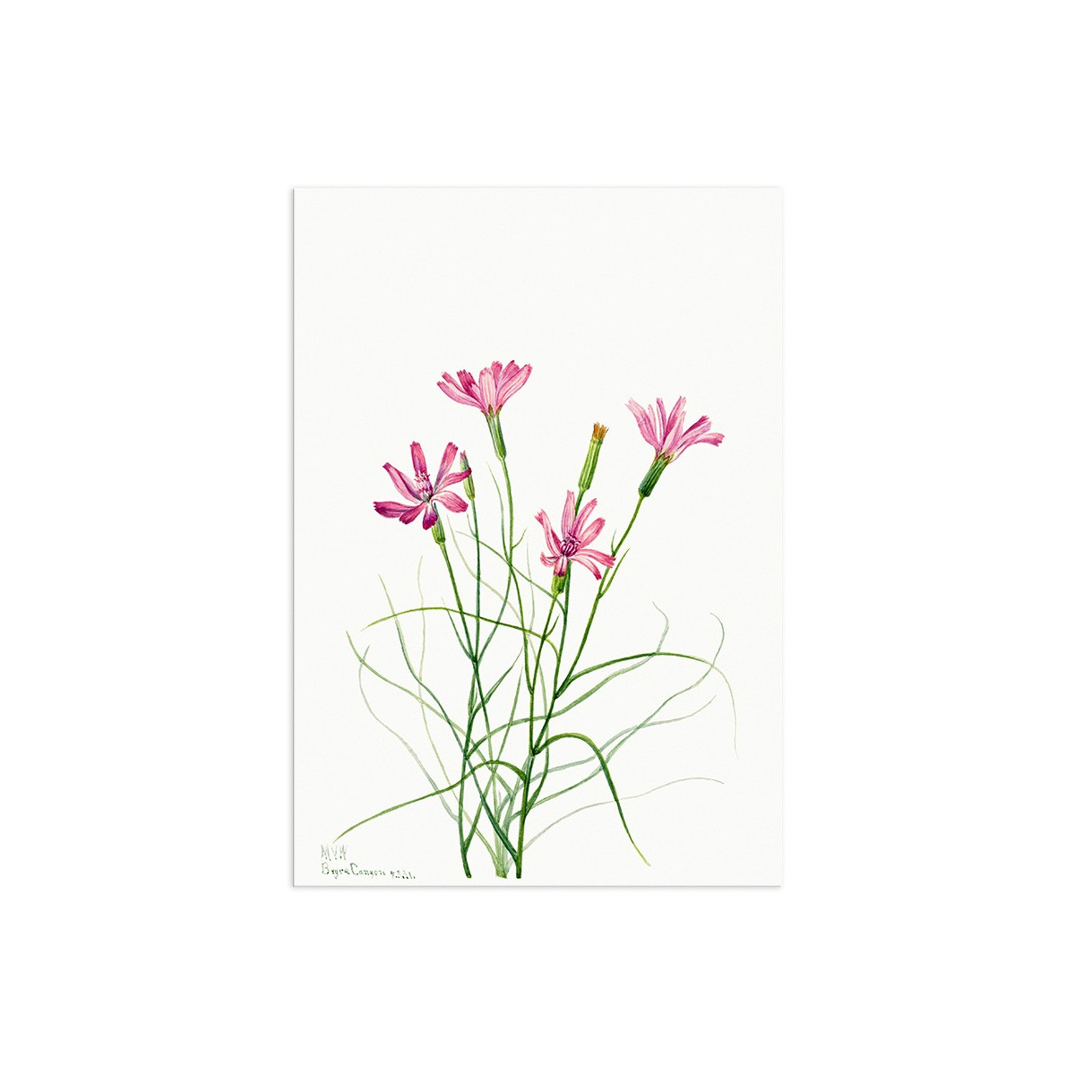 Постер "Botany. Flowers"