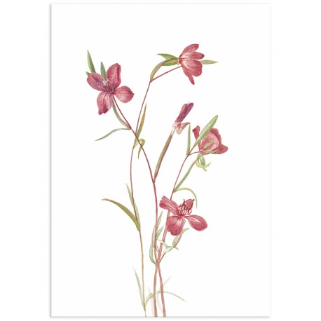Постер "Botany. Flowers"