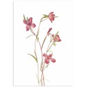 Постер "Botany. Flowers"