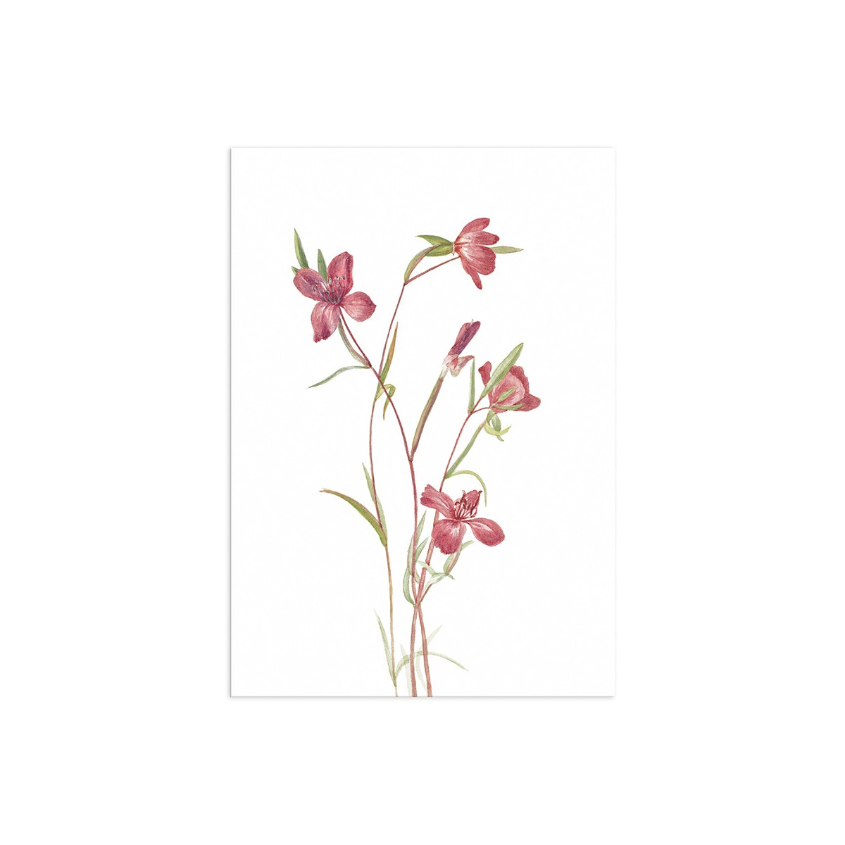 Постер "Botany. Flowers"