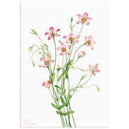 Постер "Botany. Flowers"