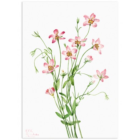 Постер "Botany. Flowers"