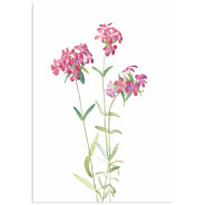 Постер "Botany. Flowers"