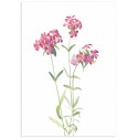 Постер "Botany. Flowers"
