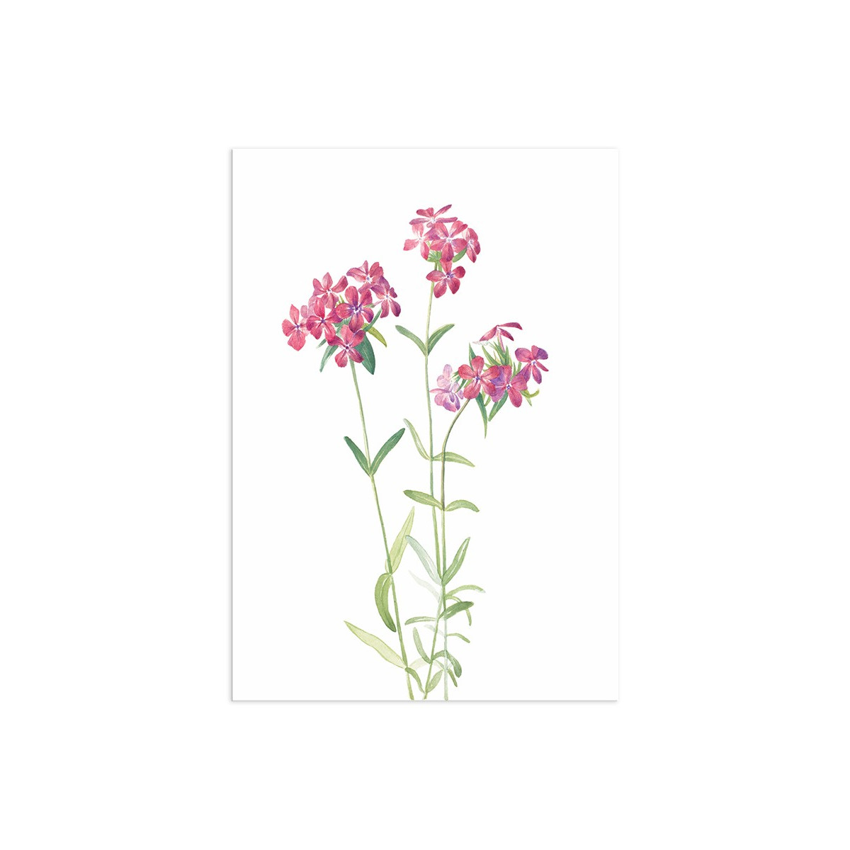 Постер "Botany. Flowers"