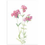 Постер "Botany. Flowers"