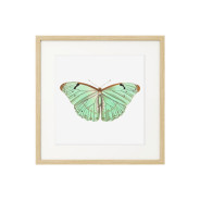 Постер "Botany. Butterflies"