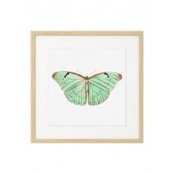 Постер "Botany. Butterflies"