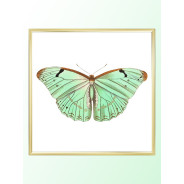 Постер "Botany. Butterflies"