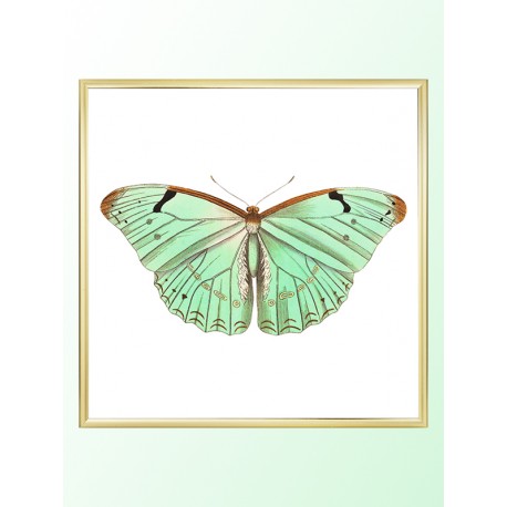 Постер "Botany. Butterflies"