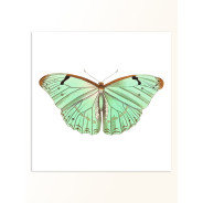 Постер "Botany. Butterflies"