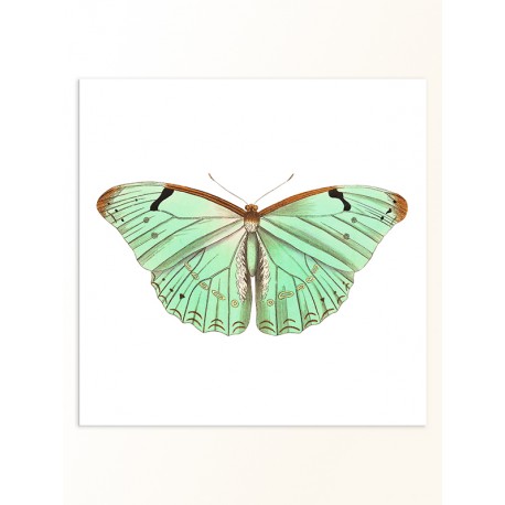 Постер "Botany. Butterflies"