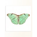 Постер "Botany. Butterflies"