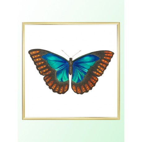 Постер "Botany. Butterflies"