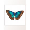 Постер "Botany. Butterflies"