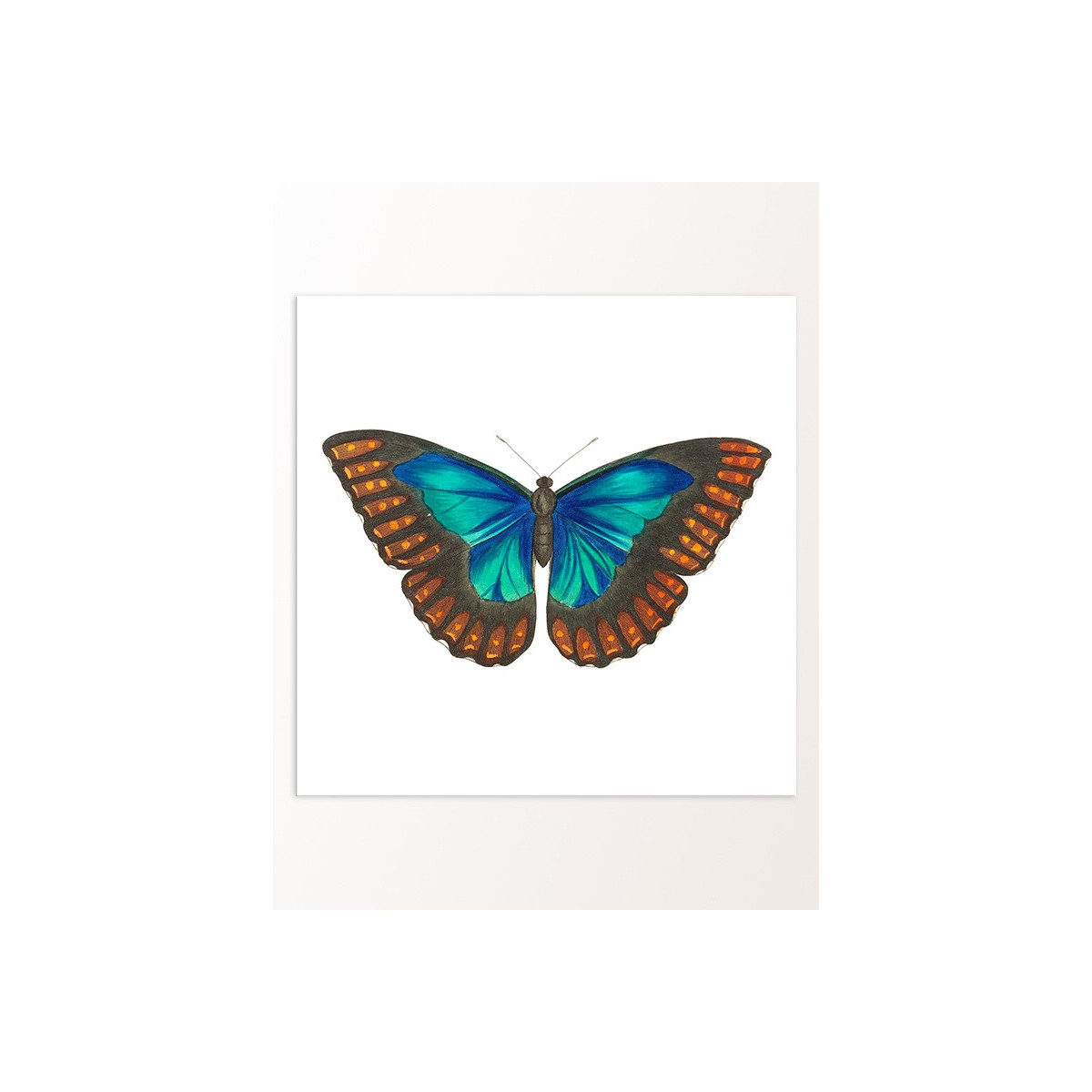 Постер "Botany. Butterflies"