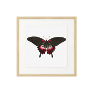 Постер "Botany. Butterflies"