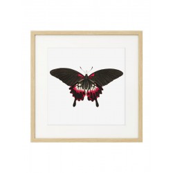 Постер "Botany. Butterflies"