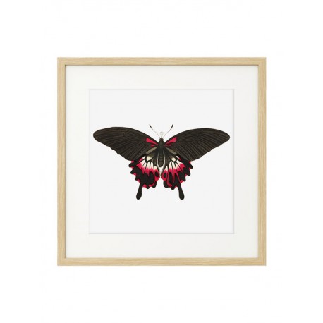Постер "Botany. Butterflies"
