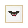 Постер "Botany. Butterflies"