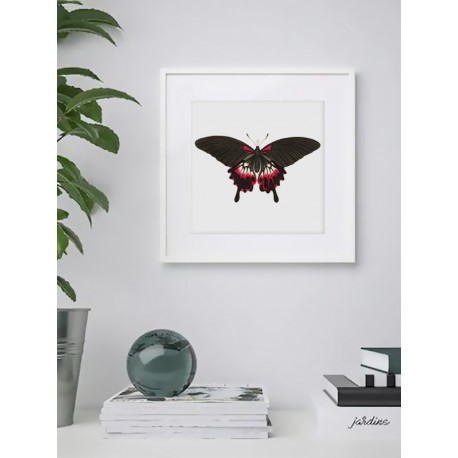 Постер "Botany. Butterflies"