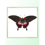 Постер "Botany. Butterflies"