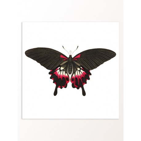 Постер "Botany. Butterflies"
