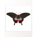 Постер "Botany. Butterflies"