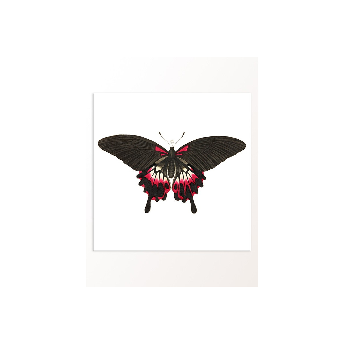 Постер "Botany. Butterflies"