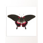 Постер "Botany. Butterflies"