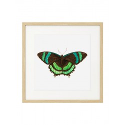Постер "Botany. Butterflies"