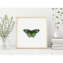 Постер "Botany. Butterflies"
