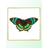 Постер "Botany. Butterflies"