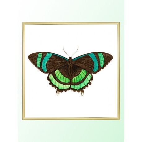 Постер "Botany. Butterflies"