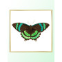 Постер "Botany. Butterflies"