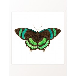 Постер "Botany. Butterflies"