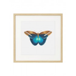 Постер "Botany. Butterflies"