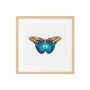Постер "Botany. Butterflies"