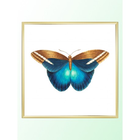 Постер "Botany. Butterflies"