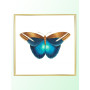 Постер "Botany. Butterflies"