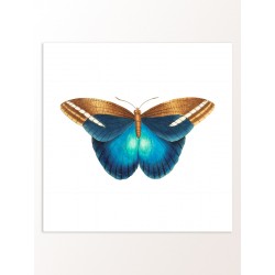 Постер "Botany. Butterflies"