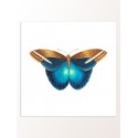 Постер "Botany. Butterflies"