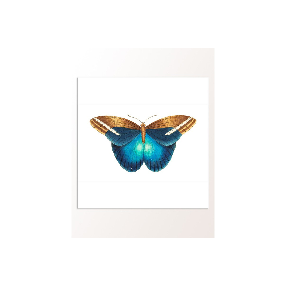Постер "Botany. Butterflies"