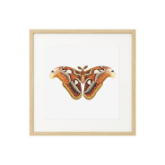 Постер "Botany. Butterflies"