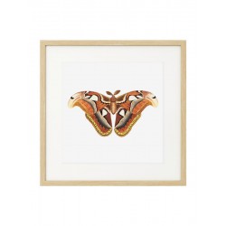 Постер "Botany. Butterflies"