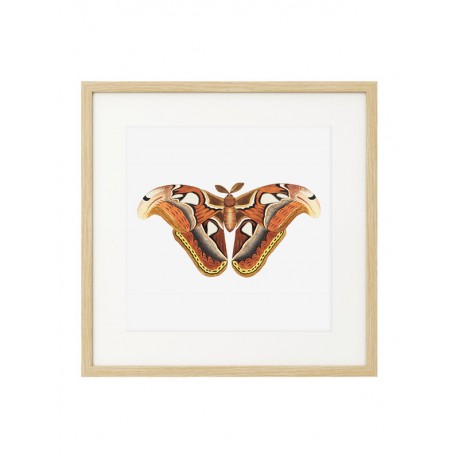 Постер "Botany. Butterflies"