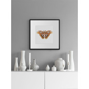 Постер "Botany. Butterflies"